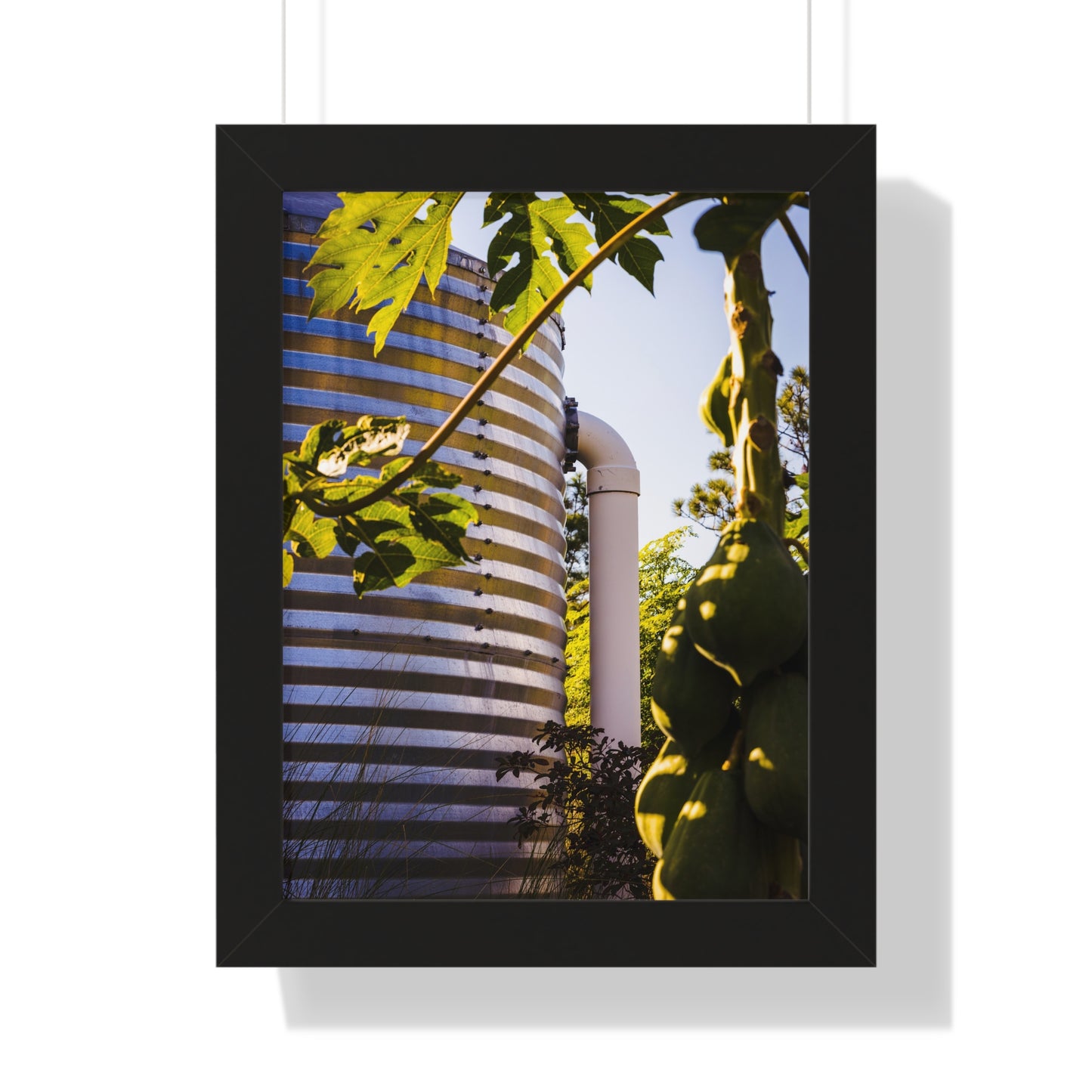 Papaya and Rainwater Tank Photography Print