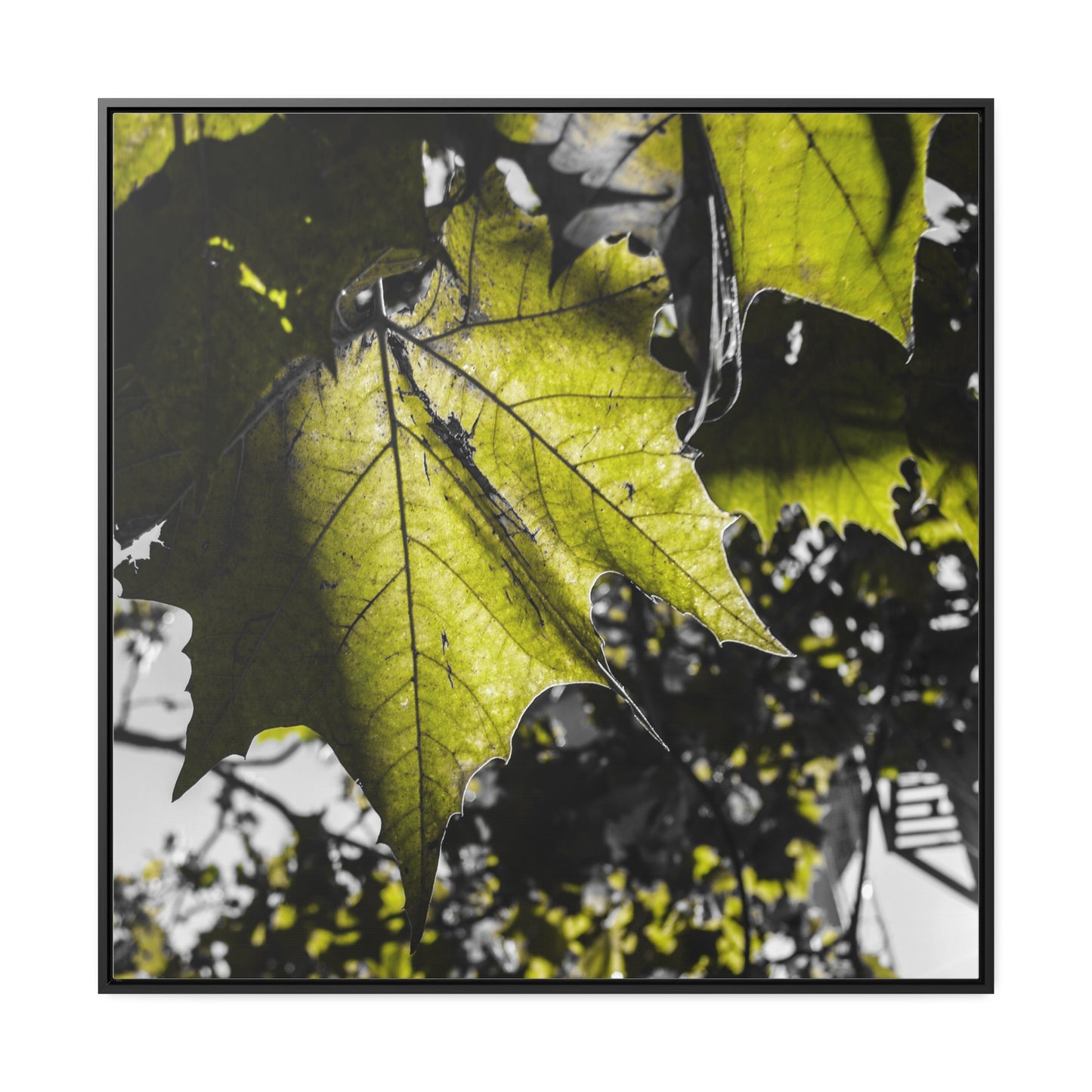 Nature's Detail: Close-Up Leaves Framed Canvas Print