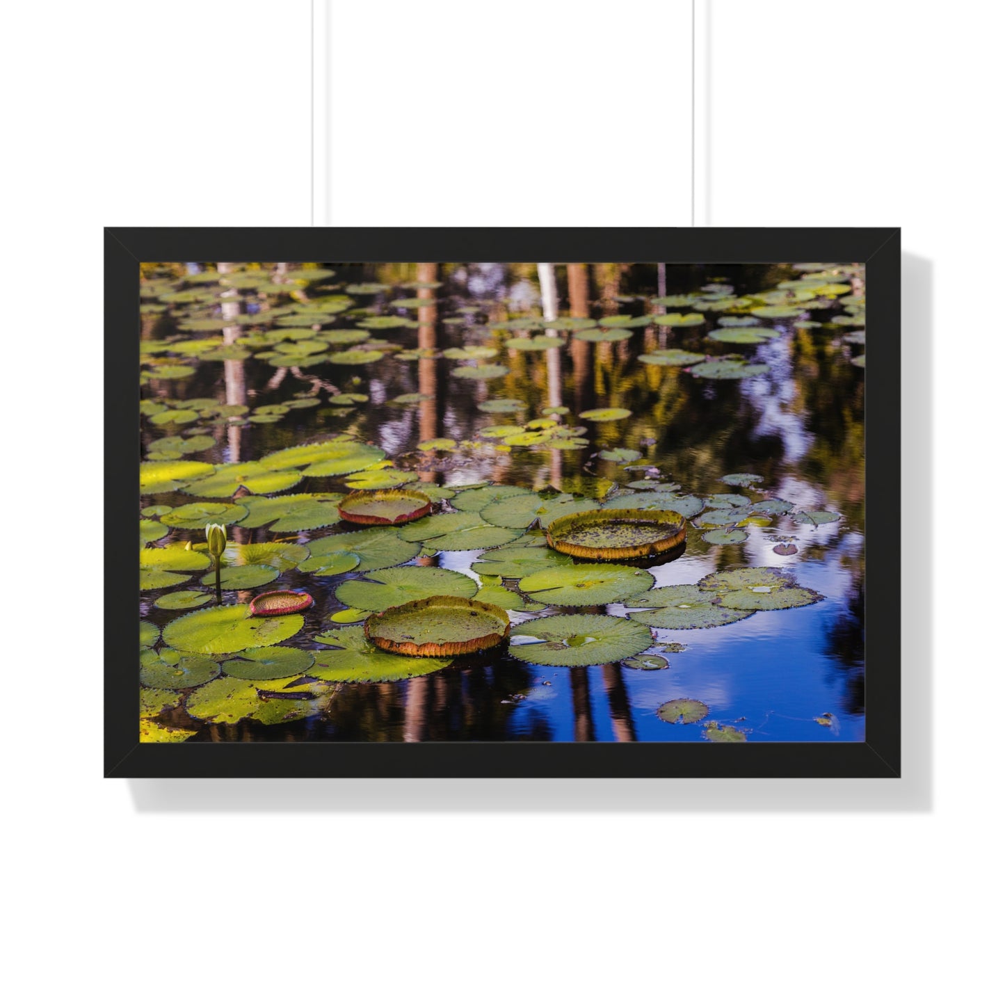 Serene Lily Pads at Bok Tower Gardens-Framed Photography Print