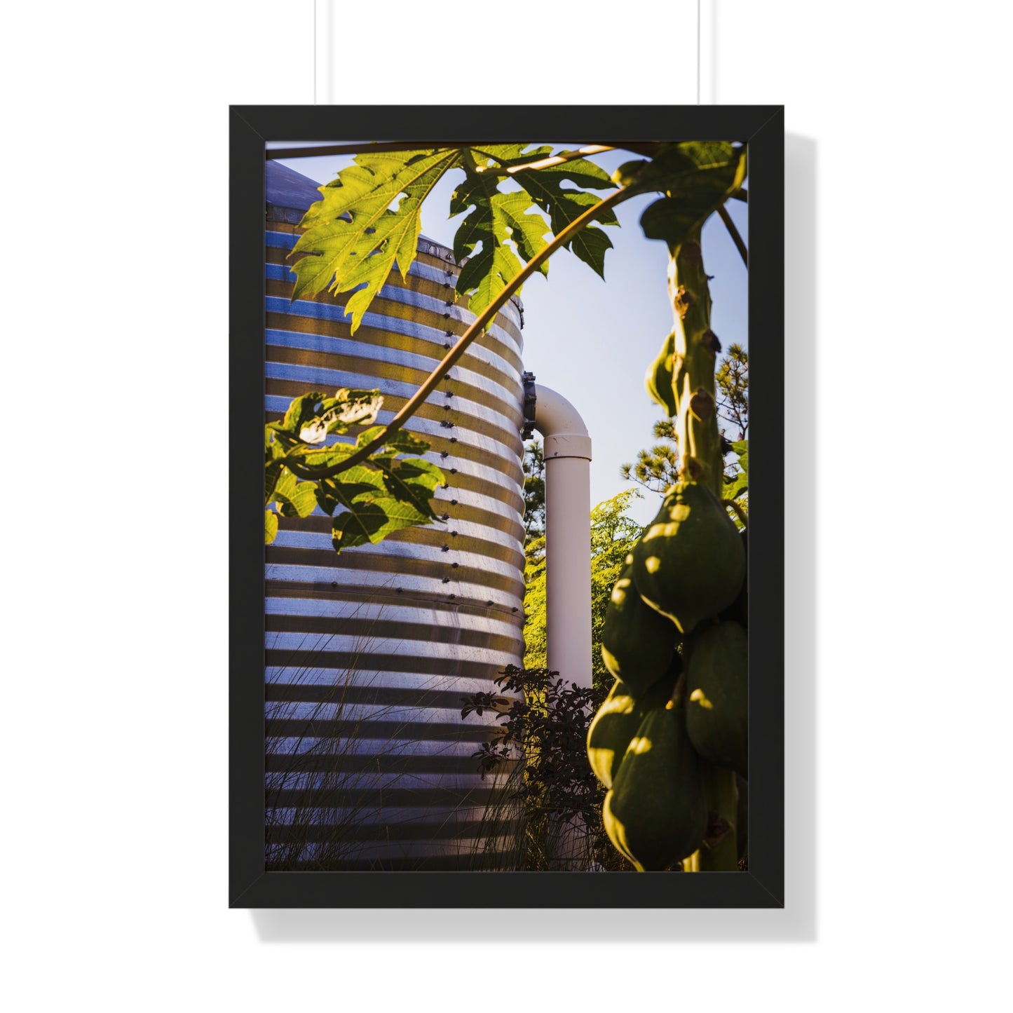 Papaya and Rainwater Tank Photography Print