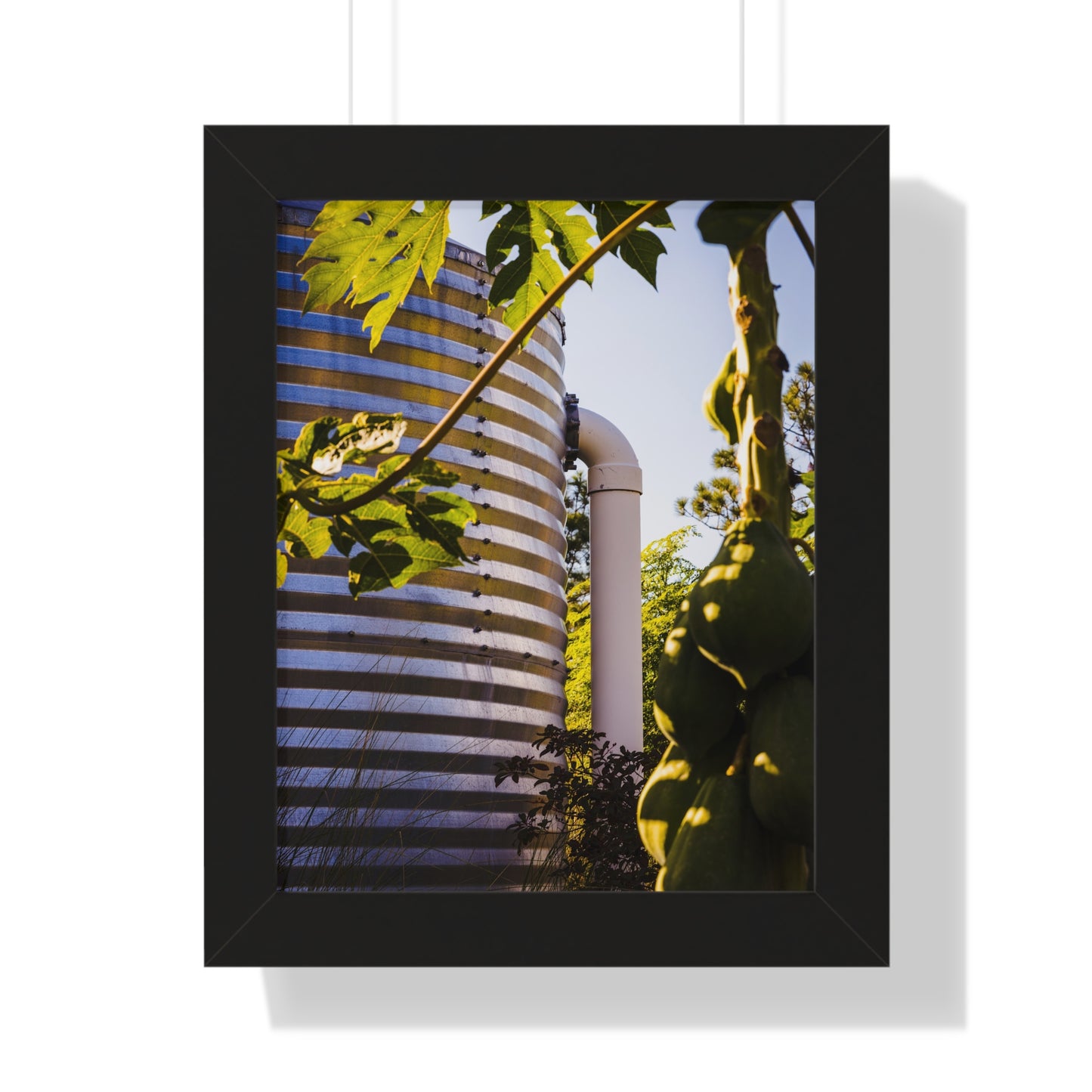 Papaya and Rainwater Tank Photography Print